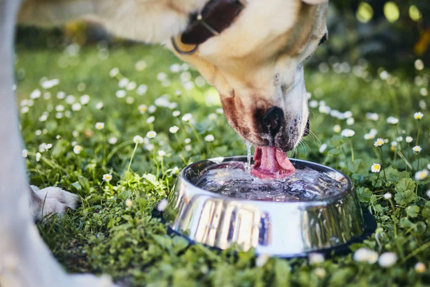 when-it-comes-to-pet-hydration-how-much-water-is-enough-bowman