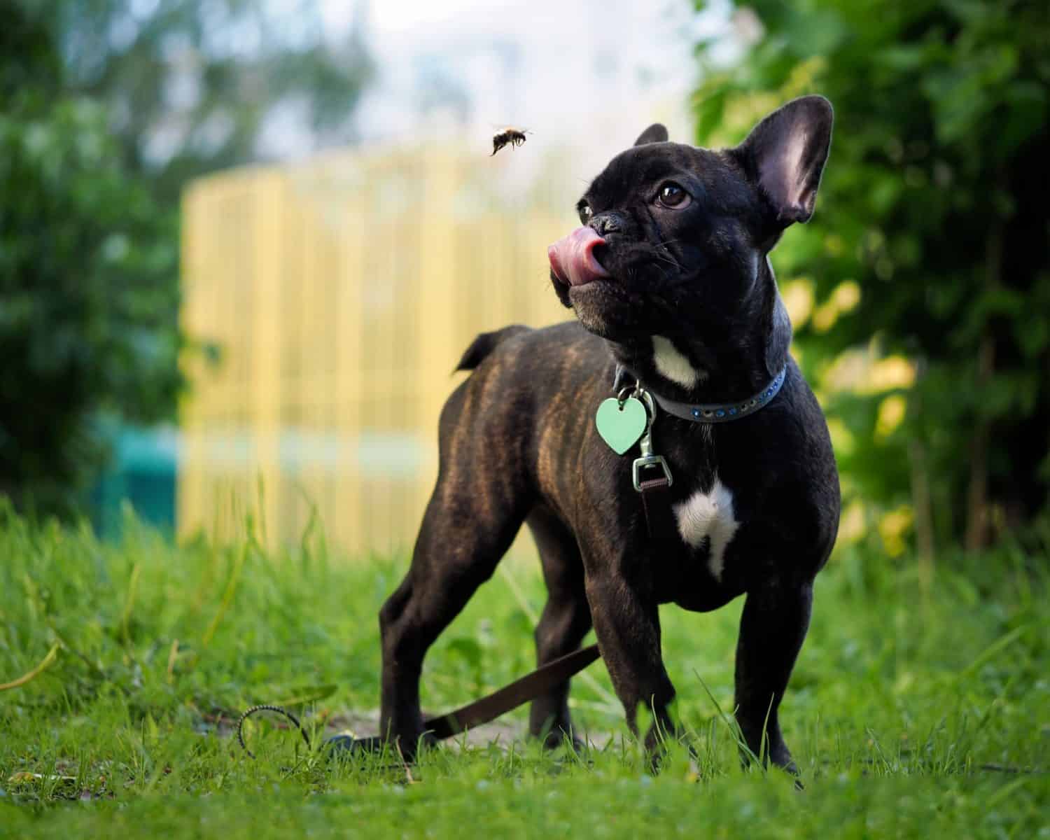 My Dog Ate a Fly! Is It Safe? | Bowman Veterinary Hospital | Bowman