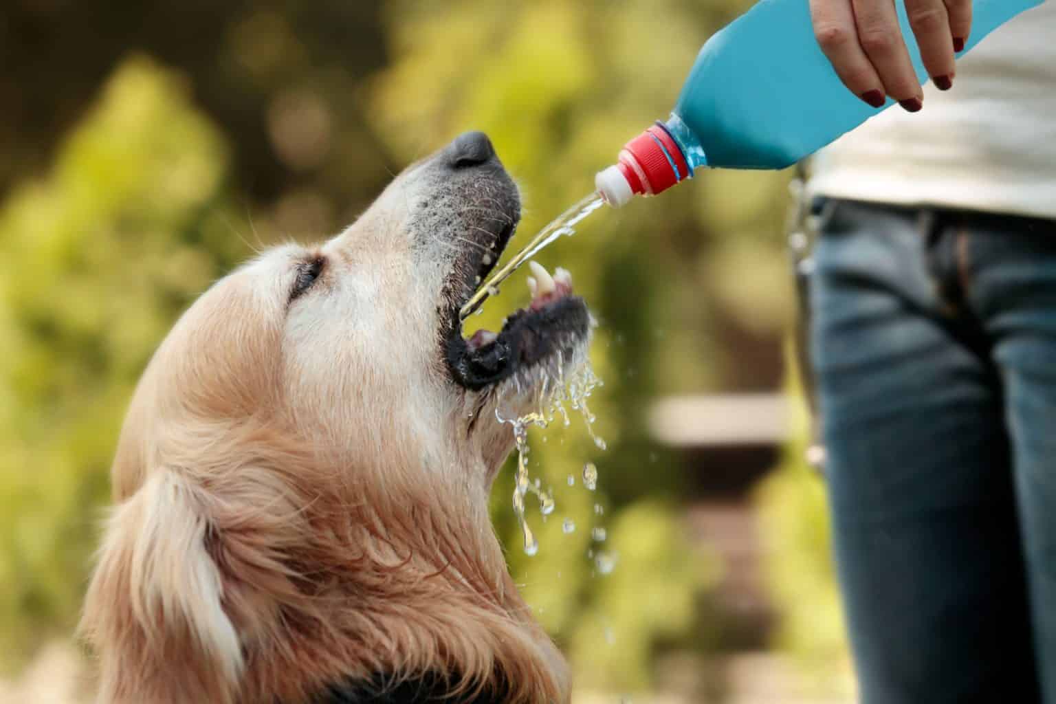 Simple Tips for Keeping Your Pets Hydrated This Summer | Bowman ...