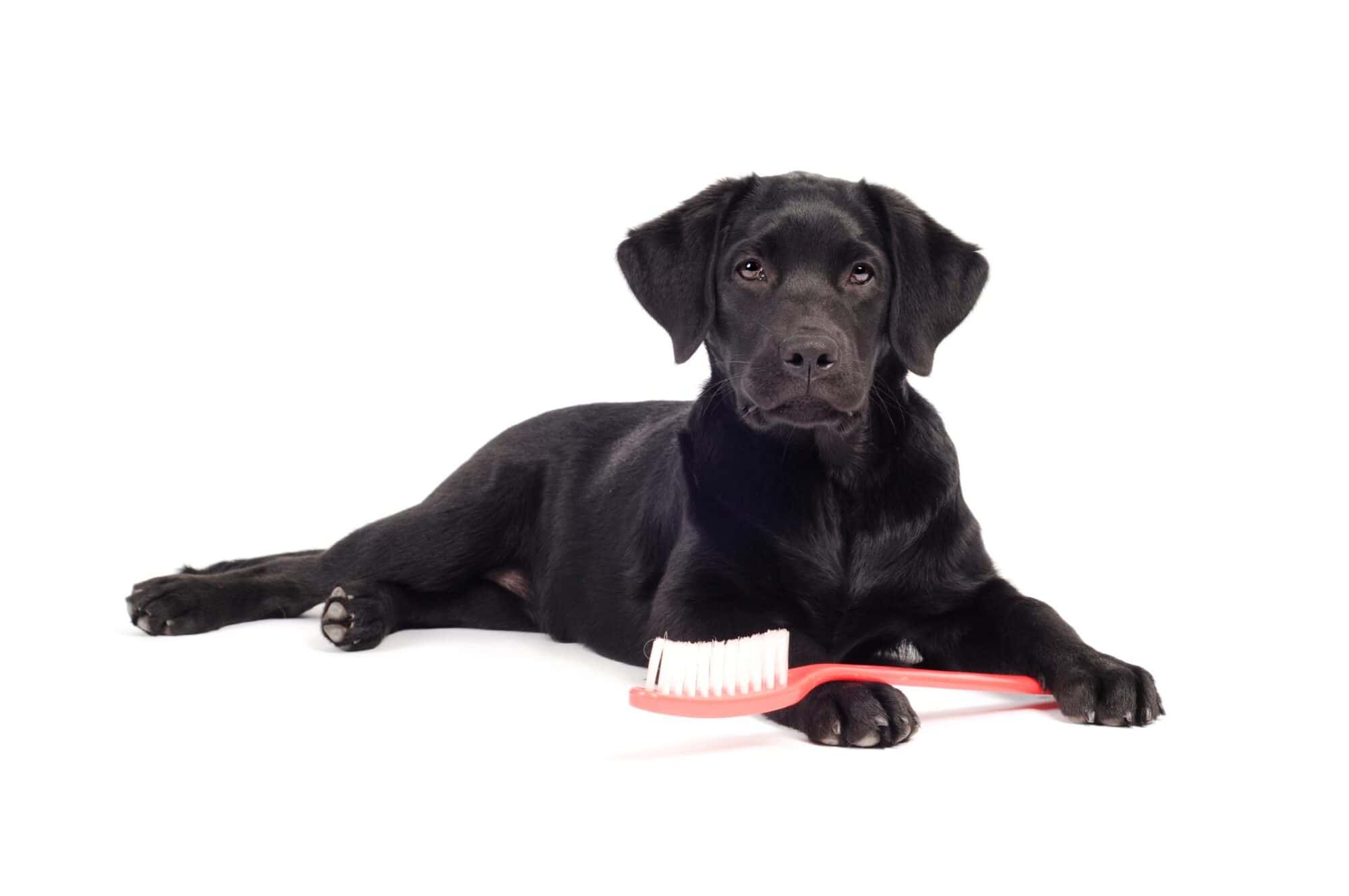 Black Lab with toothbrush.