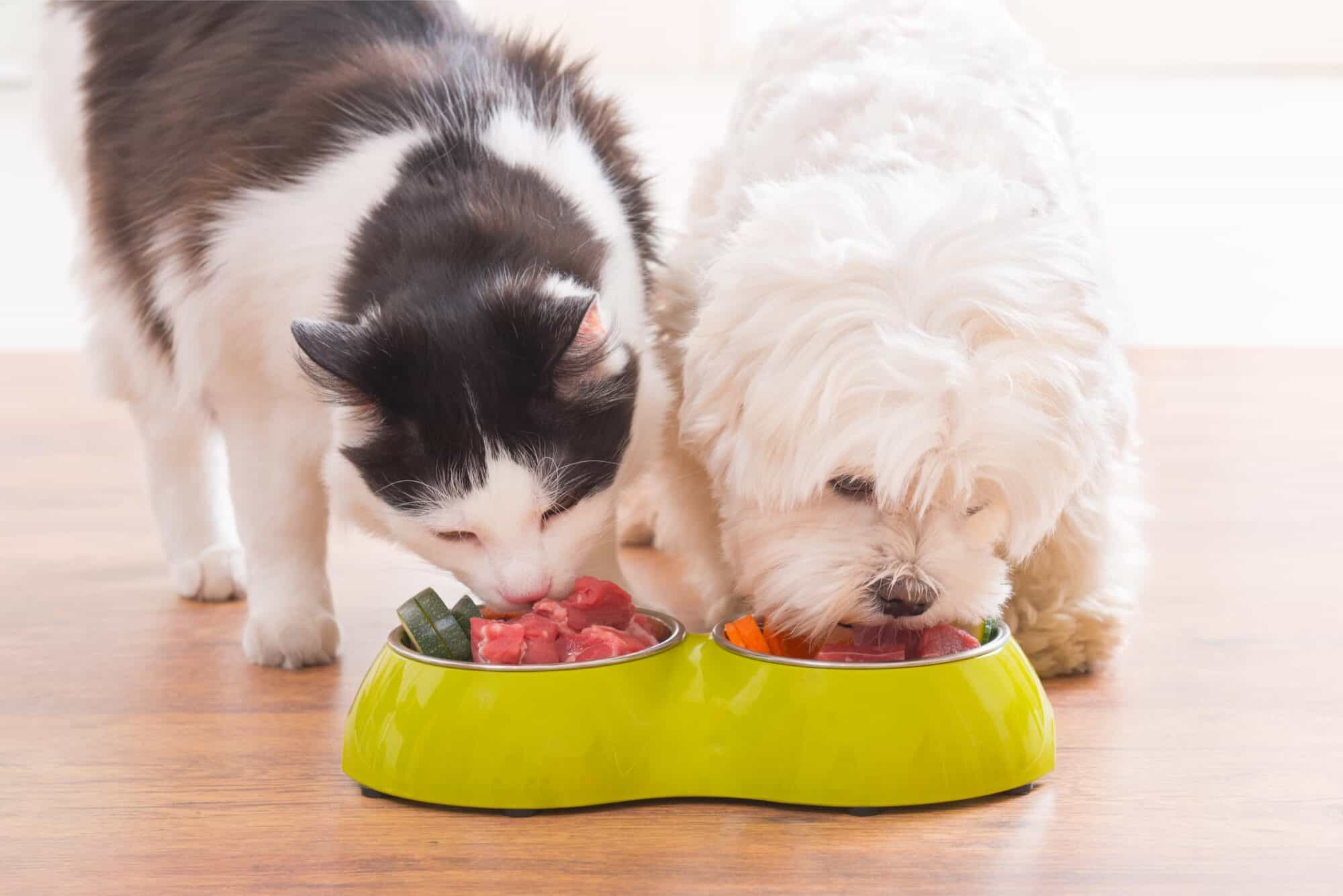 Pets eating a meat and vegetables