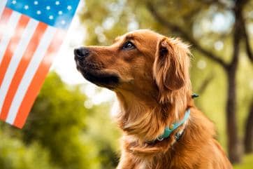 dog with american flag.