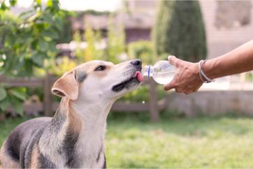 dog getting a drink of water.