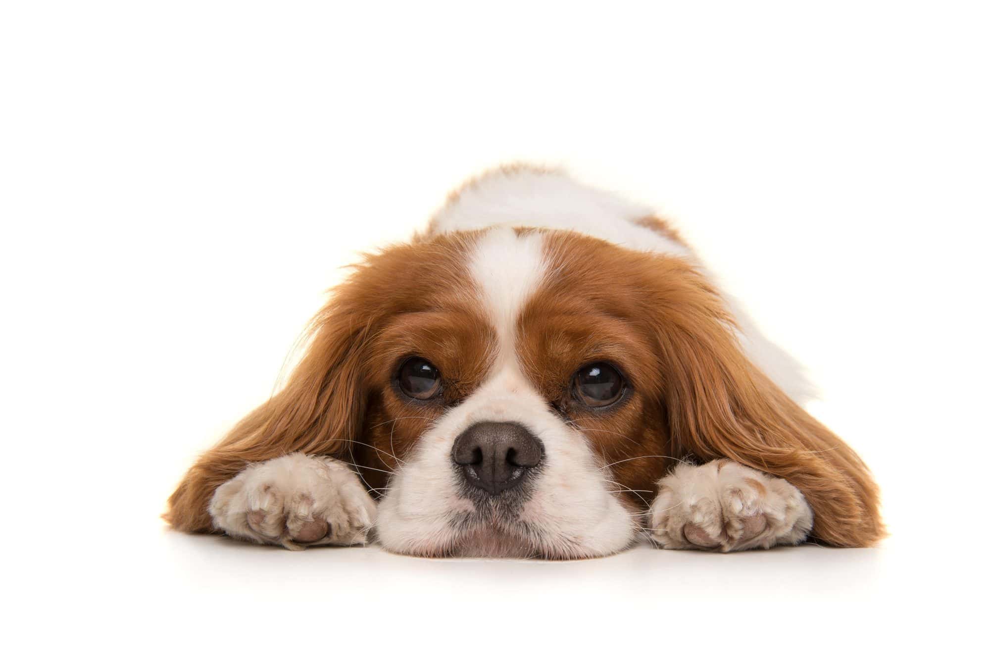 Adorable Cavalier King Charles Spaniel.