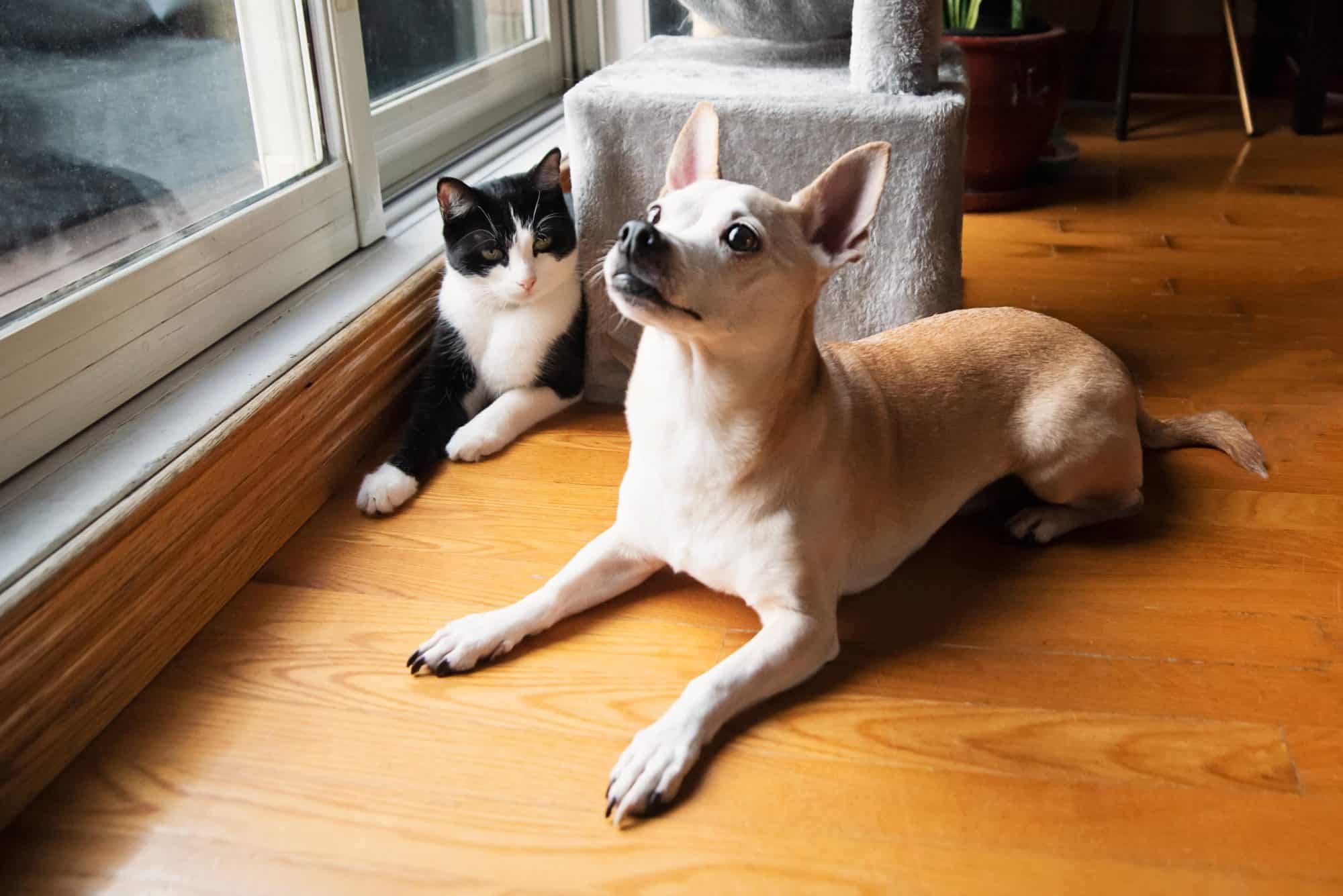 Cat and dog together.