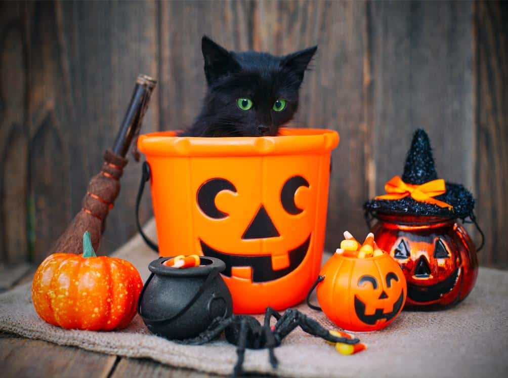 Black Cat in Pumpkin.