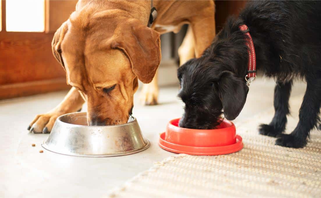 Dogs Eating Food out of Bowls.