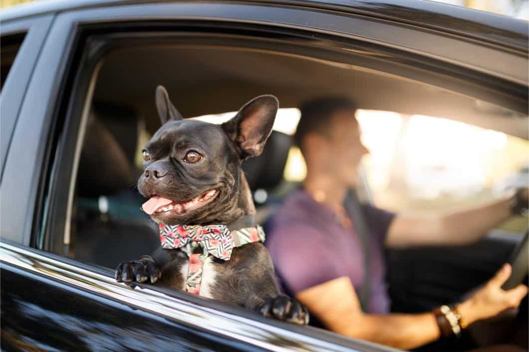 dog traveling in car. 