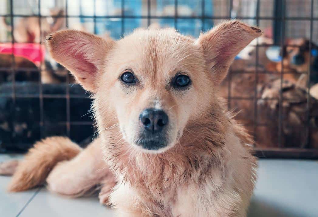 Pup at local animal shelter.