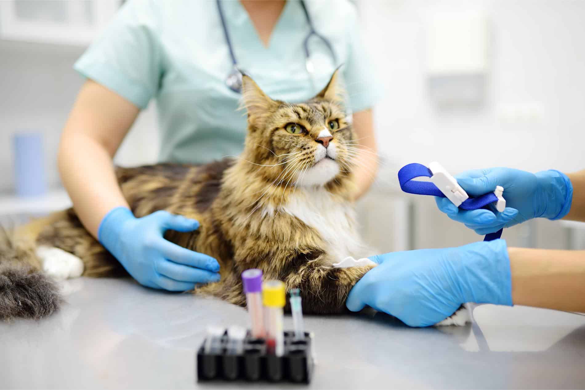 How Blood Tests Detect Health Issues in Pets.