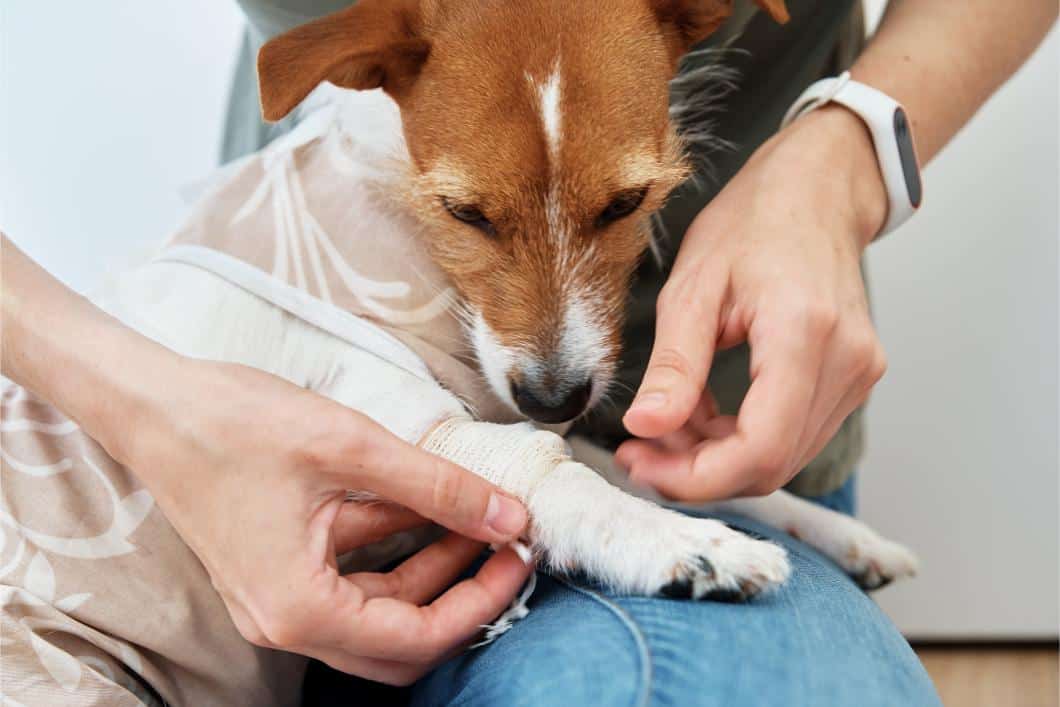 Pet First Aid Tips for Pet Owners.